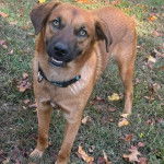 Un American Dingo sur un terrain herbeux et portant un collier autour du cou
