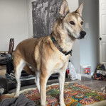 Un American Dingo sur un lit et portant un collier au cou 