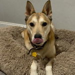 Un American Dingo allongé sur une couchette et portant un collier au cou