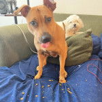 Un American Dingo assis sur un canapé