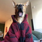 Un American Dingo portant un manteau et ayant la gueule ouverte