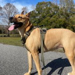 Un American Dingo sur une surface bétonné portant un harnais et tenu en laisse