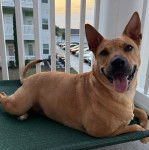 Un American Dingo allongé sur un brancard