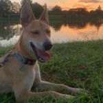 Un American Dingo allongé sur un terrain herbeux et tenu en laisse