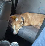 Un American Dingo sur la banquette arrière d'un véhicule  et portant un collier au cou