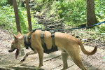 Un American Dingo marchant et portant un harnais