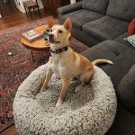 Un American Dingo assis sur une couchette pour chien et portant un collier au cou