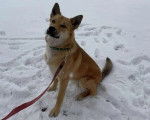 Un American Dingo assis sur une surface enneigée et tenu en laisse