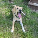 Un American Dingo allongé sur un terrain herbeux et tirant la langue