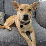 Un American Dingo allongé sur un canapé et portant un collier autour du cou