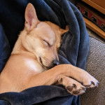 Un American Dingo allongé dans une couverture et semblant dormir