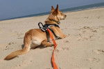 Un American Dingo allongé sur une surface sableuse et tenu en laisse
