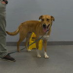 Un American Dingo tenu en laisse à côté d'une personne