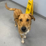 Un American Dingo regardant vers la caméra