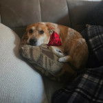 Un American Dingo allongé sur un canapé