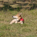 Un American Dingo allongé sur un terrain herbeux