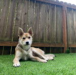 Un American Dingo allongé sur une surface gazonné