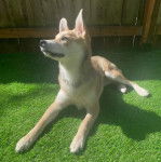 Un American Dingo allongé sur une surface gazonné