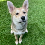 Un American Dingo assis sur une surface gazonné