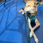 Un American Dingo sur une surface carrelé portant un harnais et tenu en laisse