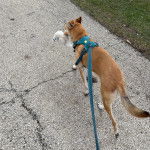 Un American Dingo marchant sur une surface bétonné tenu en laisse et tenant une peluche dans sa gueule