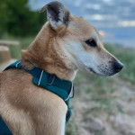 Un American Dingo portant un harnais