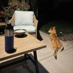 Un American Dingo allongé dans un appartement