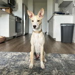 Un American Dingo assis sur un tapis