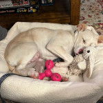 Un American Dingo allongé dans un panier