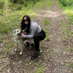 Un American Dingo sur une surface herbacée et qui est tenu en laisse 