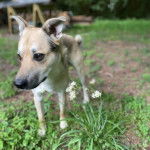Un American Dingo sur un terrain herbeux 