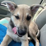 Un American Dingo allongé sur le siège d'une voiture