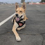 Un American Dingo sur une surface bétonné et portant un harnais