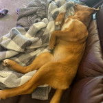 Un American Dingo allongé sur un canapé