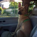 Un American Dingo assis sur le siège d'un véhicule