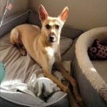 Un American Dingo allongé sur une couchette pour chien