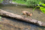 Un American Dingo marchant sur un tronc d'arbre 