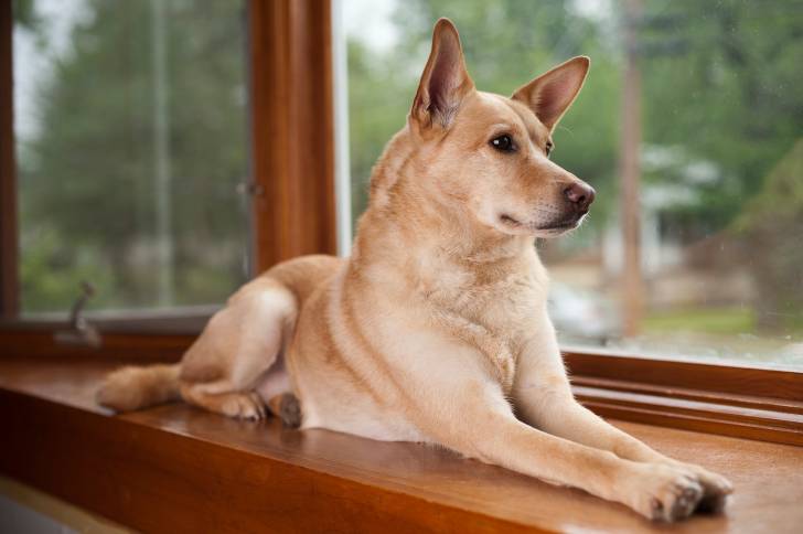 Un American Dingo allongé face à une fenêtre