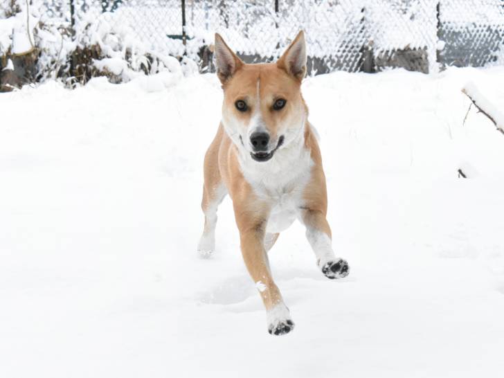 Un American Dingo en train de courir dans la neige
