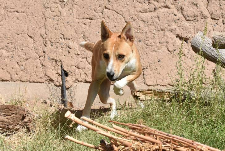 Photo American Dingo