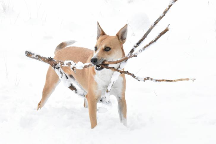 Un American Dingo qui tient une branche dans sa gueule