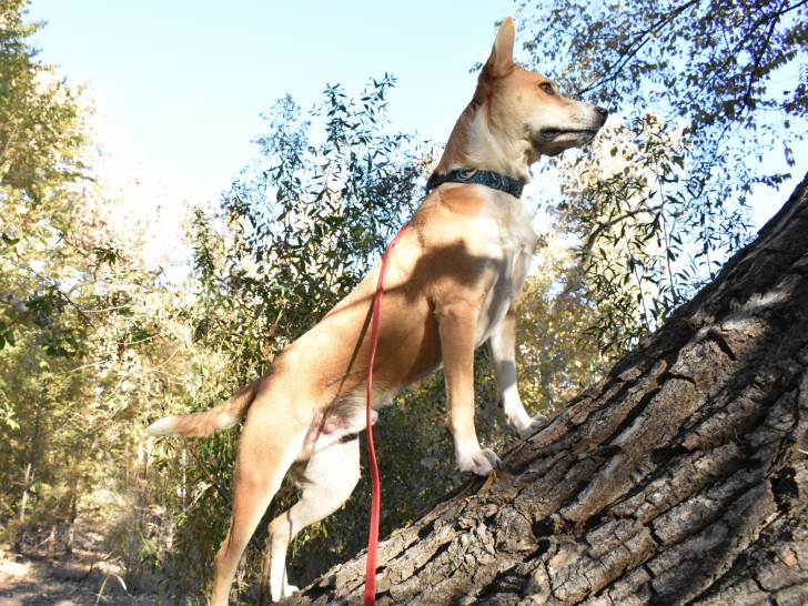 Un American Dingo qui se tient debout sur un tronc d'arbre
