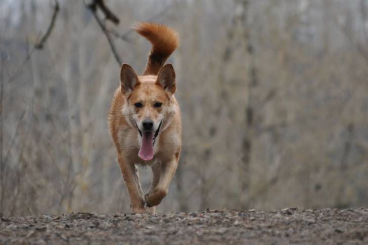 Un American Dingo en train de courir dans un bois
