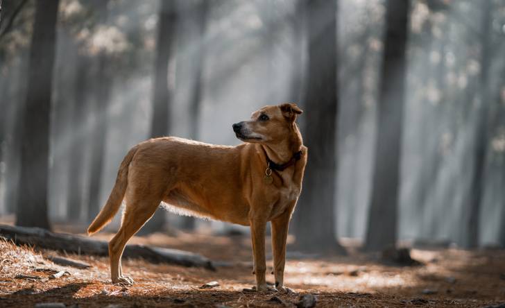 Un American Dingo debout dans la forêt et qui tourne la tête
