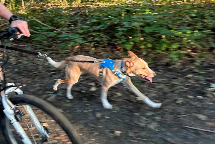 Photo American Dingo