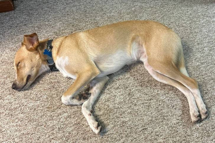 Photo American Dingo
