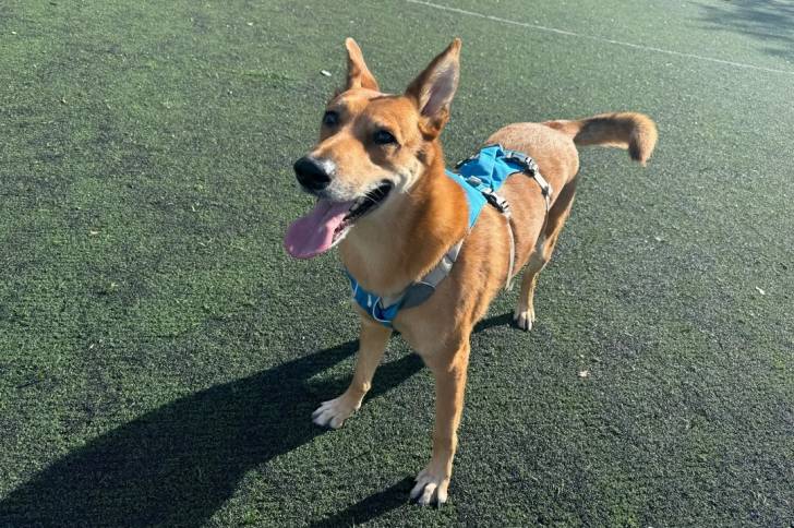 Photo American Dingo