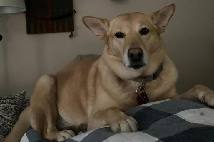 Photo American Dingo