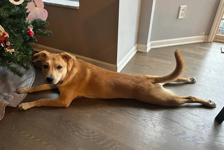 Photo American Dingo