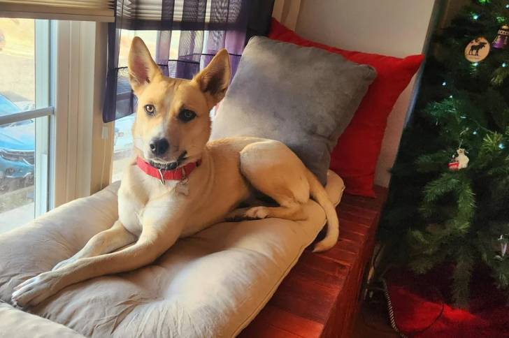 Photo American Dingo